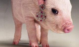 右哼哼微信是什么意思 微信左哼哼没了